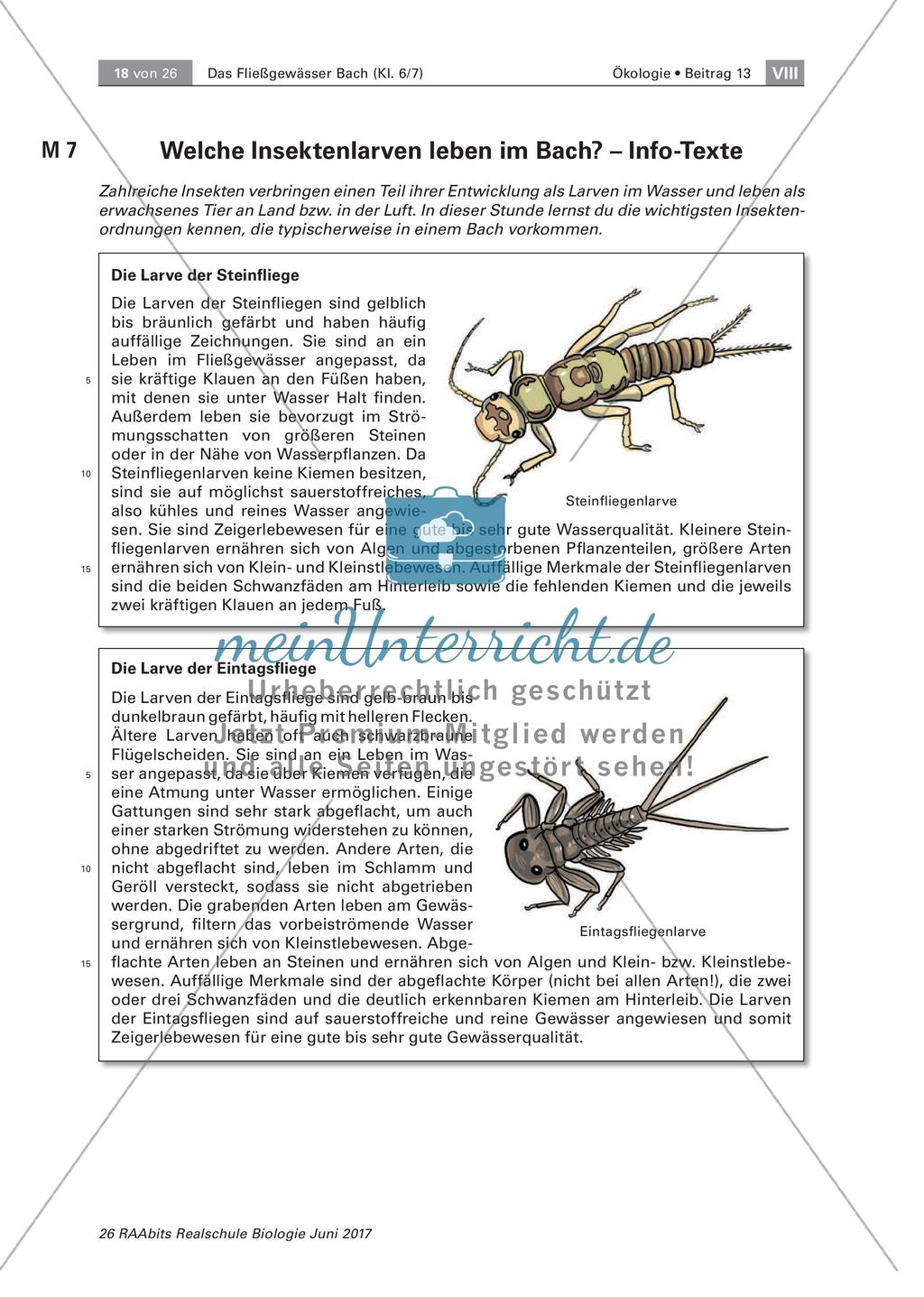 Das Fließgewässer Bach: Insektenlarven Preview 2