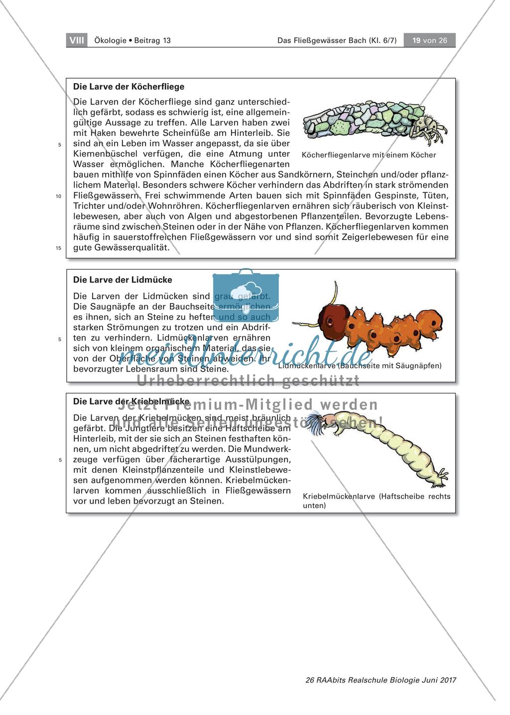Das Fließgewässer Bach: Insektenlarven Preview 3