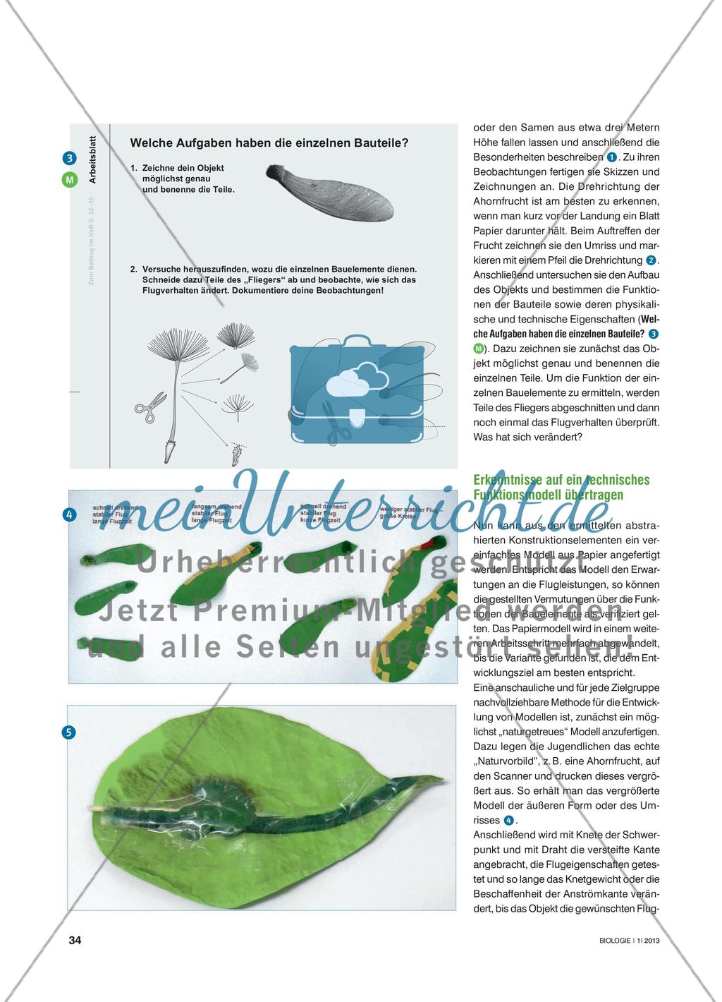 Fliegertypen aus der Pflanzenwelt - Die bionische Entwicklungsmethode nachempfinden Preview 3