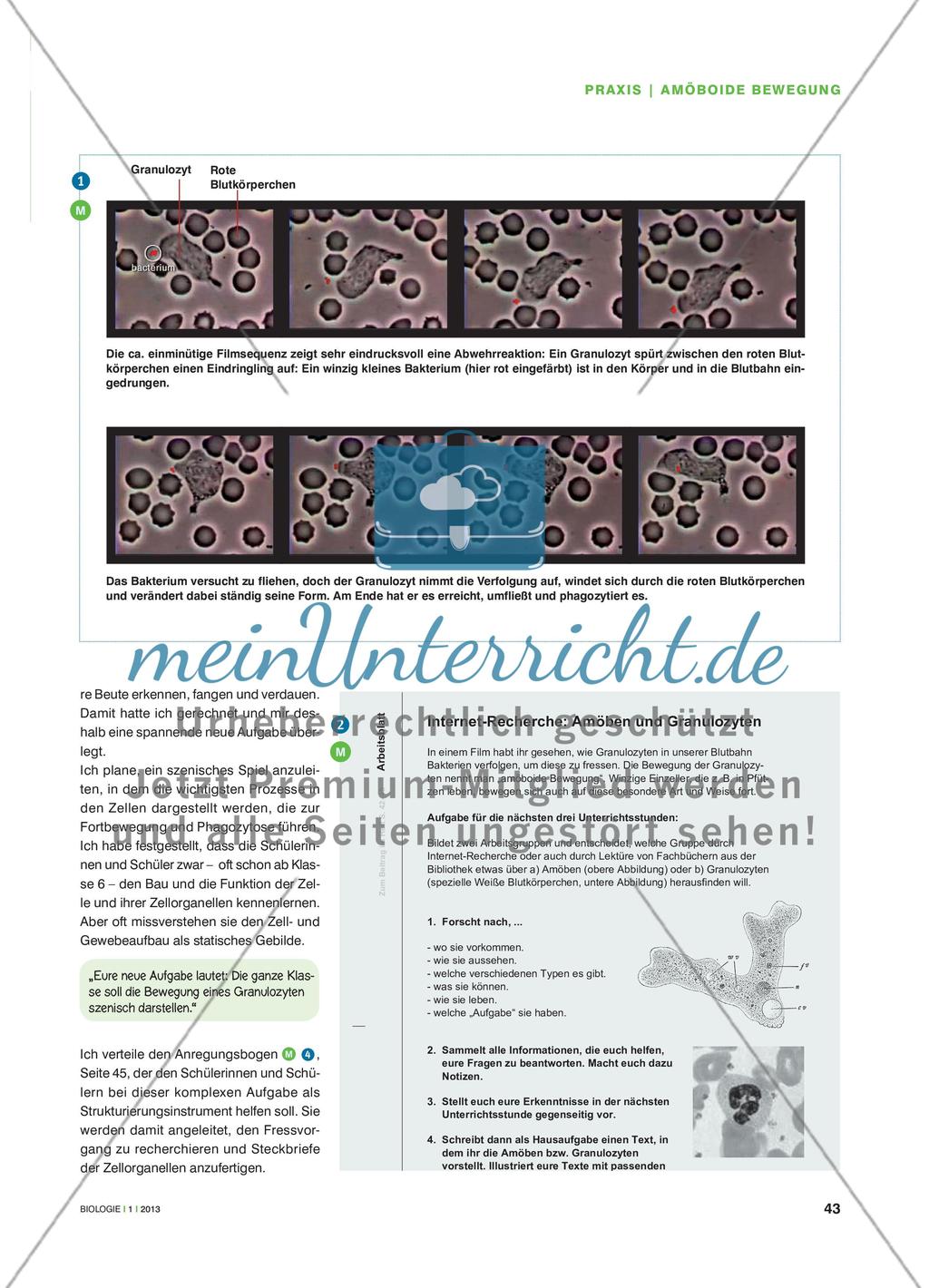 Kriechtierchen in meinem Körper? - Szenische Darstellung der amöboiden Bewegung eines Granulozyten Preview 2