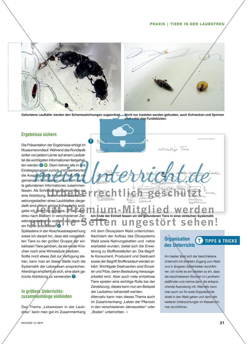 Lebewesen in der Laubstreu - Wirbellose Tiere im Wald bestimmen Preview 4