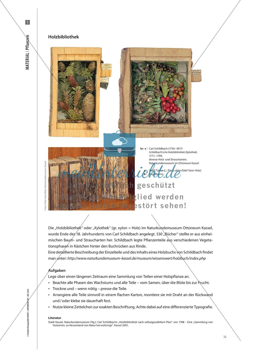 Pflanzen auf der Sommerwiese - Ein Buchprojekt mit Kindern und Jugendlichen Preview 5