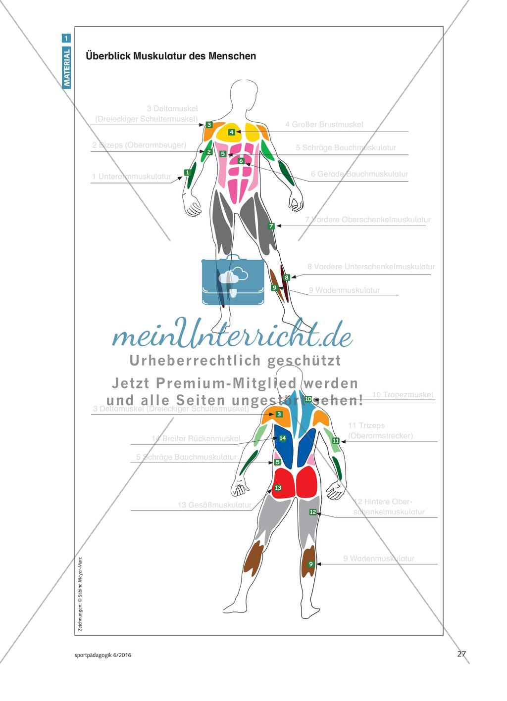 Das Fitness-Studio zu Hause - Lernende erarbeiten einen eigenen Fitnesszirkel und wenden selbstständig die Kriterien eines gesundheitsgerechten Krafttrainings an Preview 5