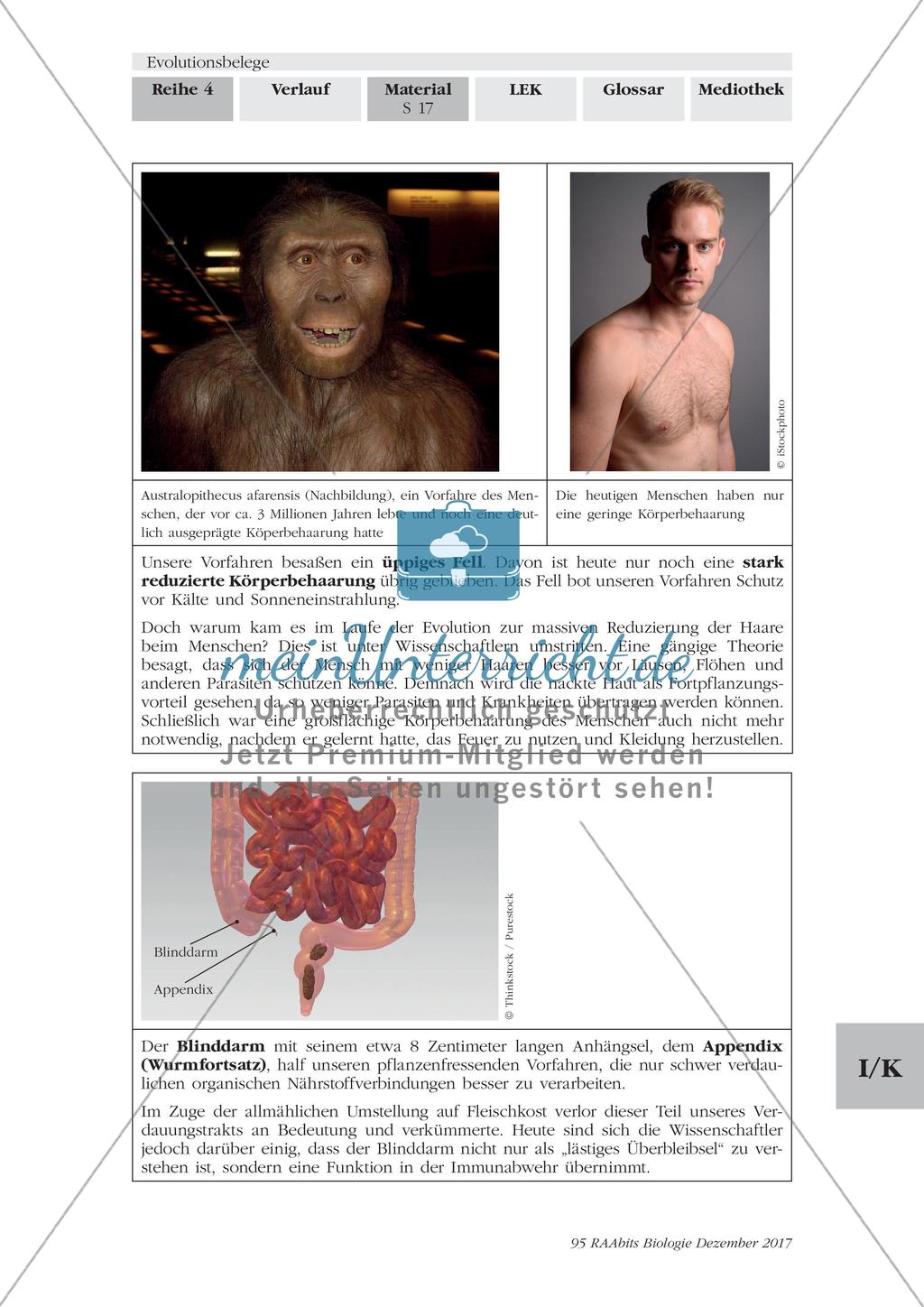 Evolutionsbelege: Gruppenpuzzle Preview 14