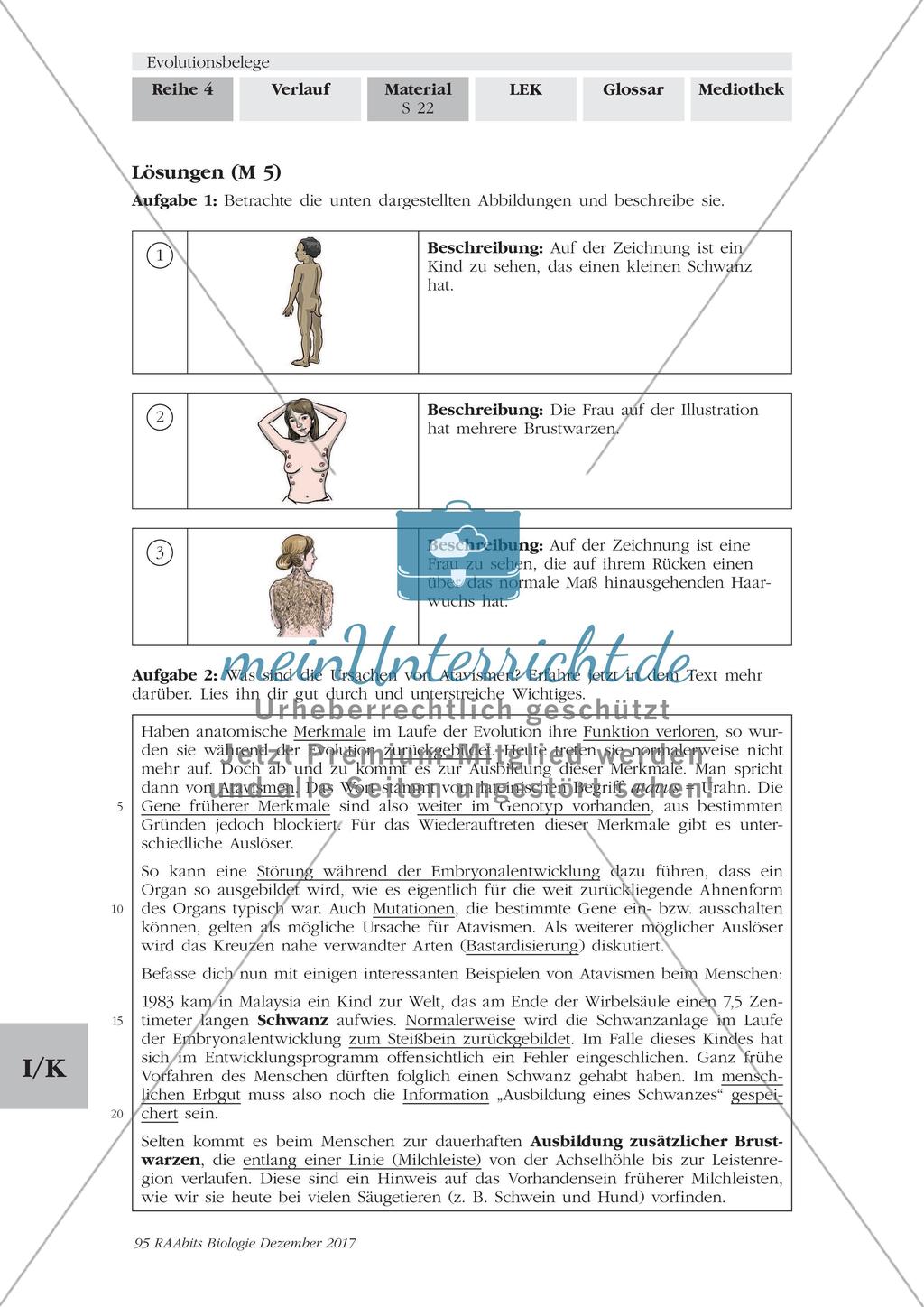 Evolutionsbelege: Gruppenpuzzle Preview 19