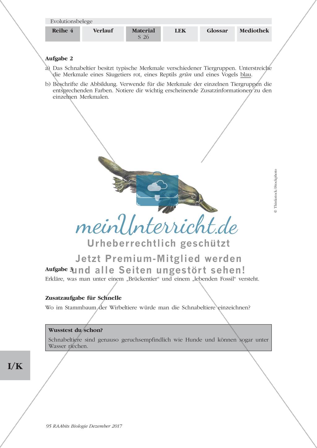 Evolutionsbelege: Gruppenpuzzle Preview 23