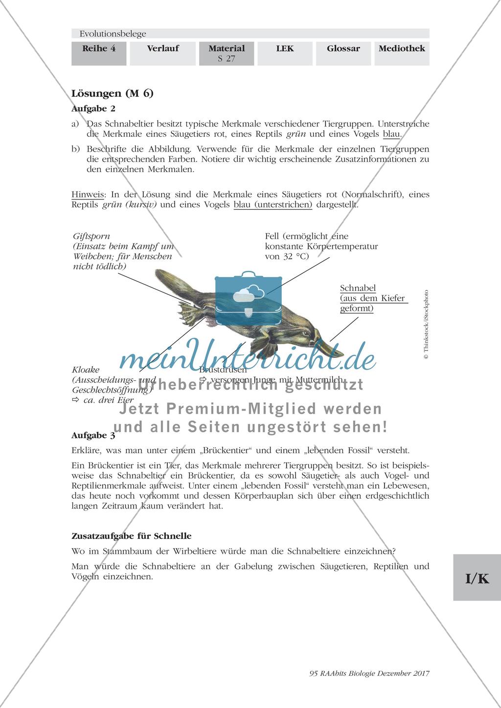 Evolutionsbelege: Gruppenpuzzle Preview 24