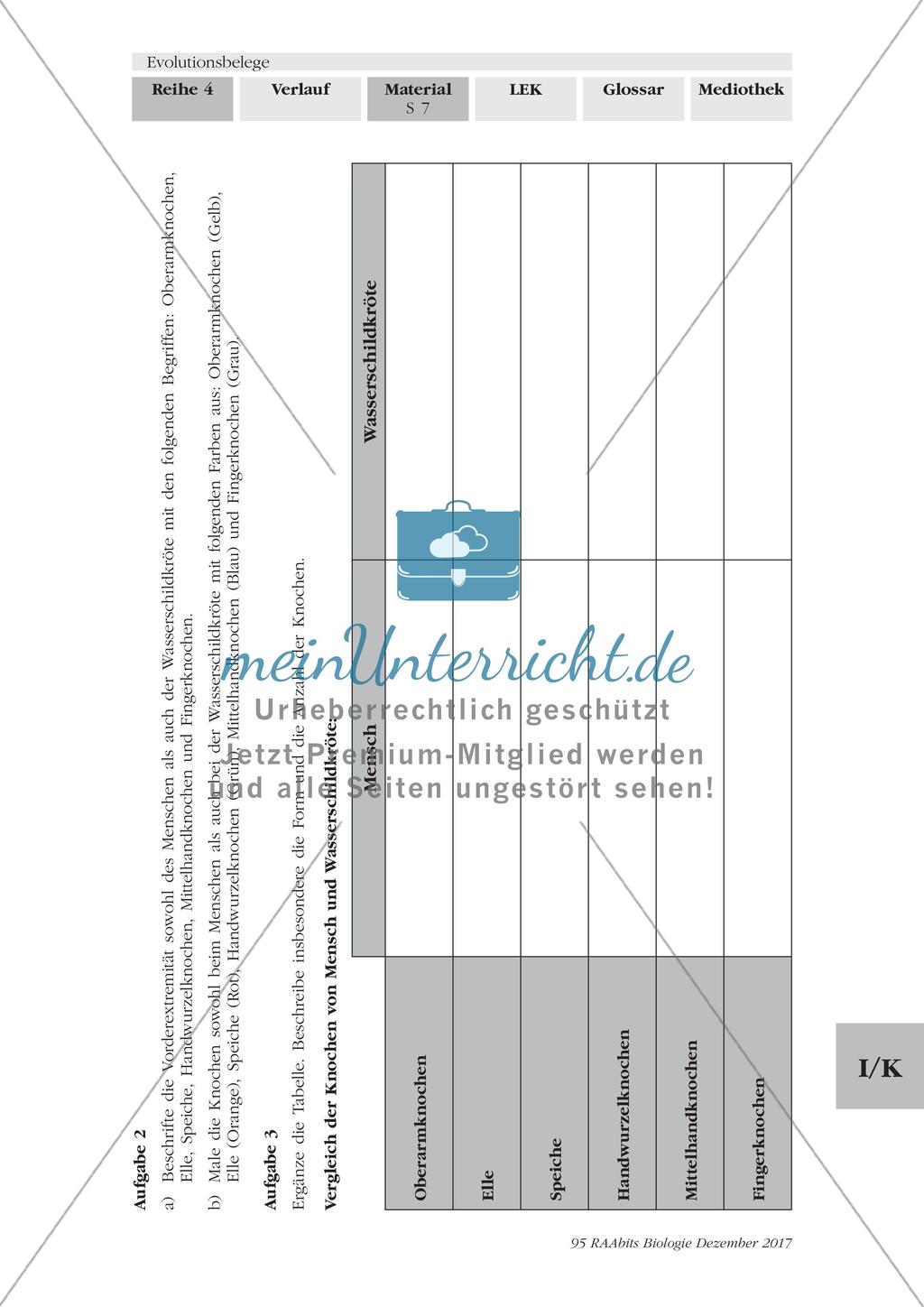 Evolutionsbelege: Gruppenpuzzle Preview 4