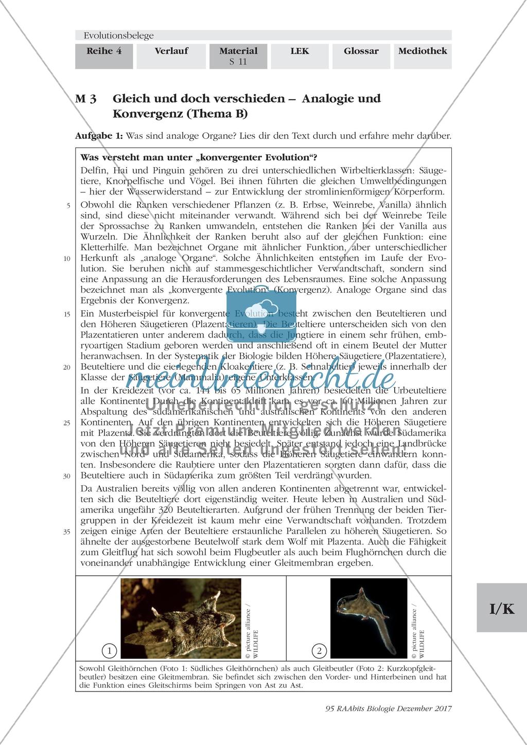 Evolutionsbelege: Gruppenpuzzle Preview 8