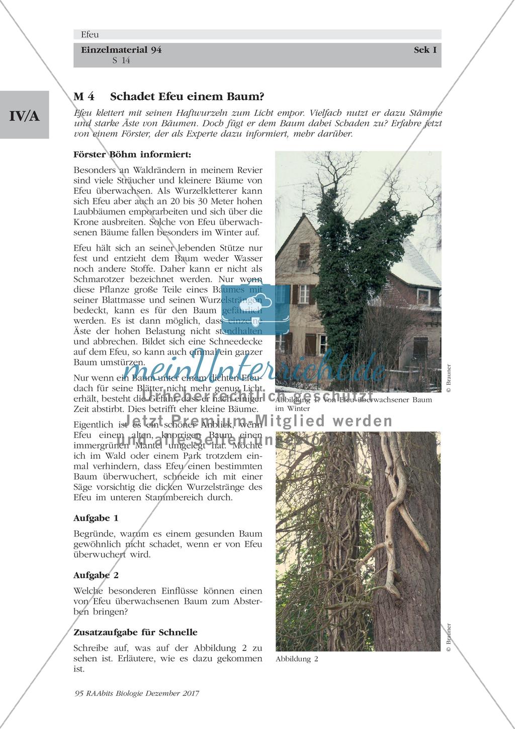 Efeu: Merkmale, Funktion und Bedeutung Preview 14