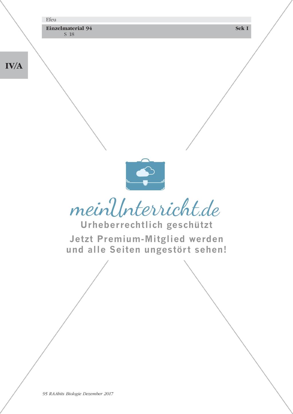 Efeu: Merkmale, Funktion und Bedeutung Preview 18