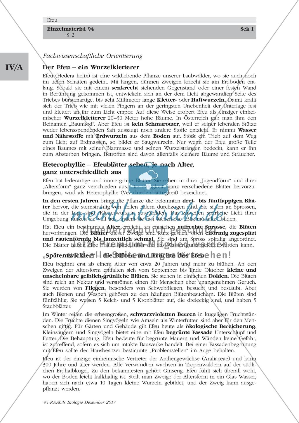 Efeu: Merkmale, Funktion und Bedeutung Preview 2