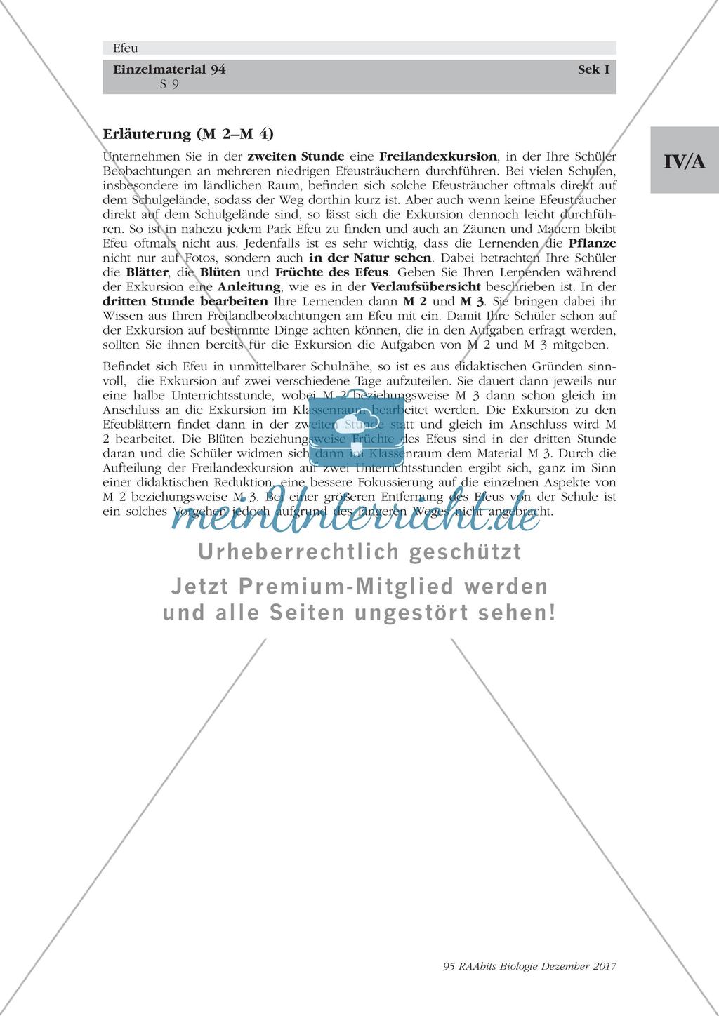 Efeu: Merkmale, Funktion und Bedeutung Preview 9