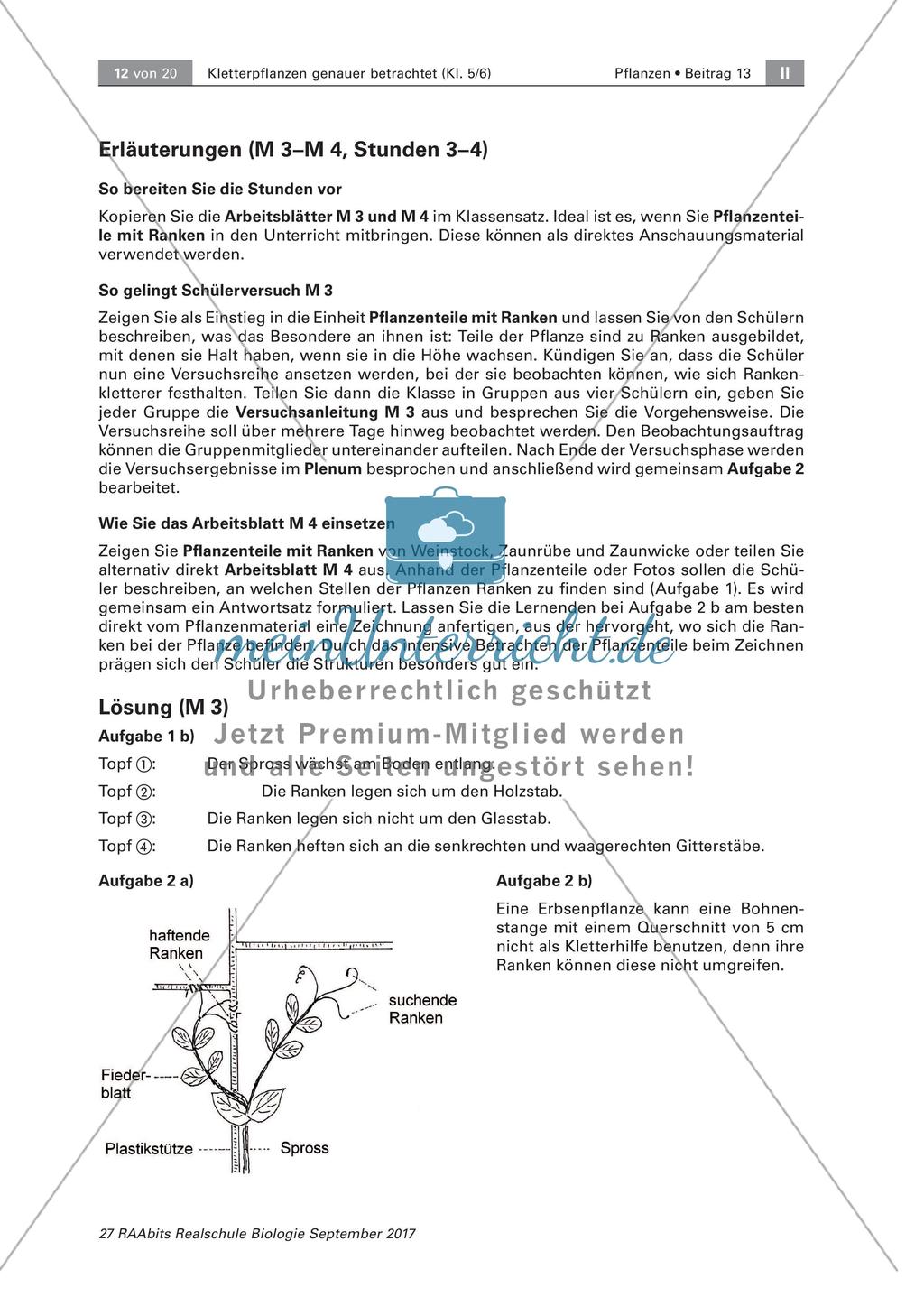 Untersuchen von Kletterpflanzen Preview 12