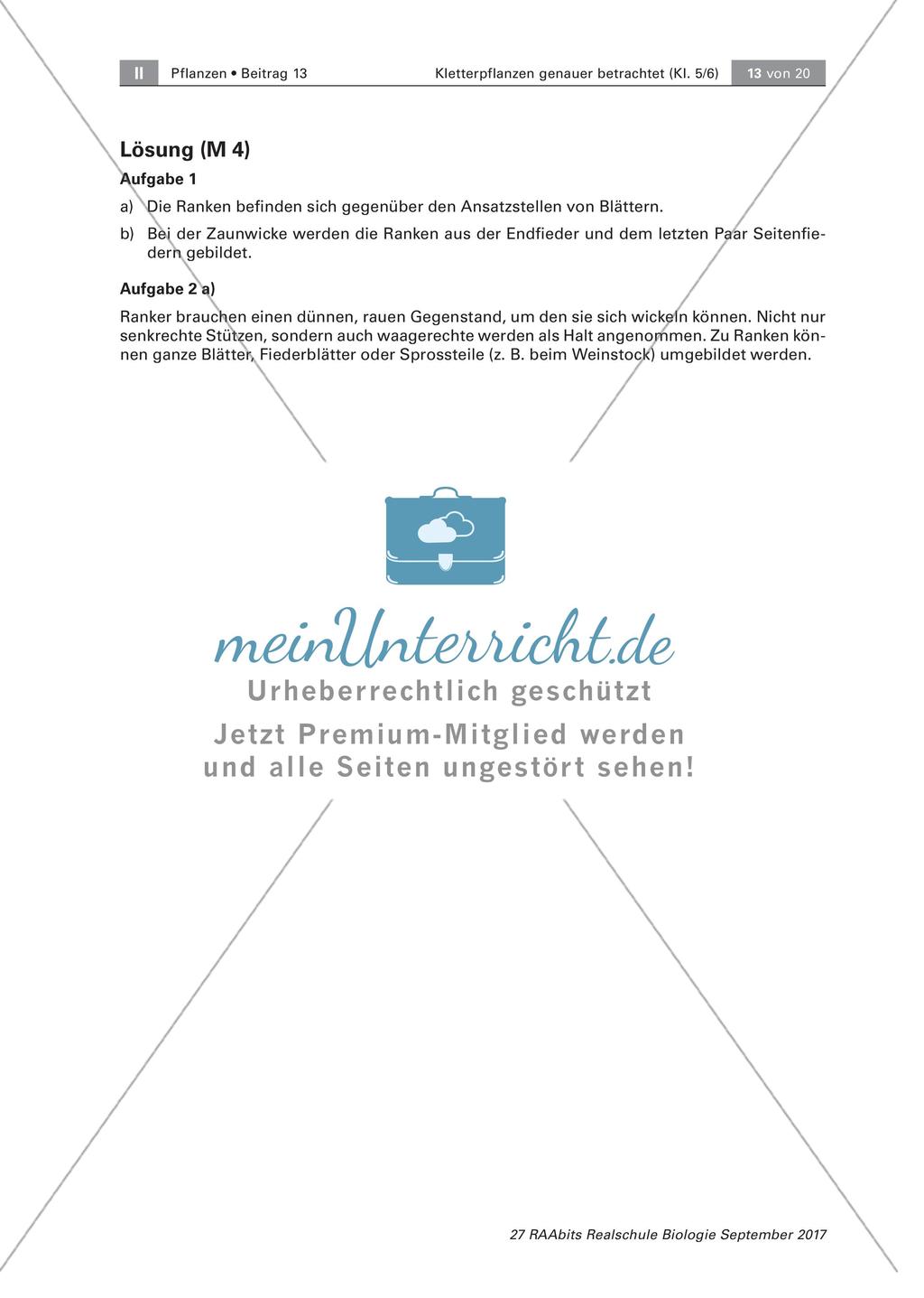 Untersuchen von Kletterpflanzen Preview 13
