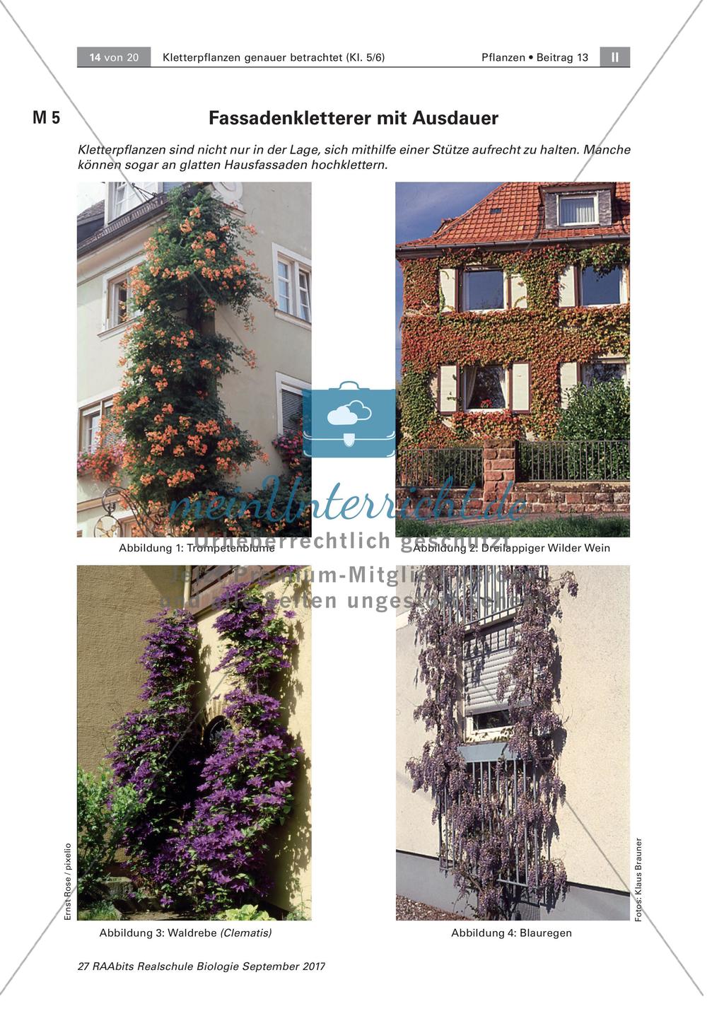 Untersuchen von Kletterpflanzen Preview 14