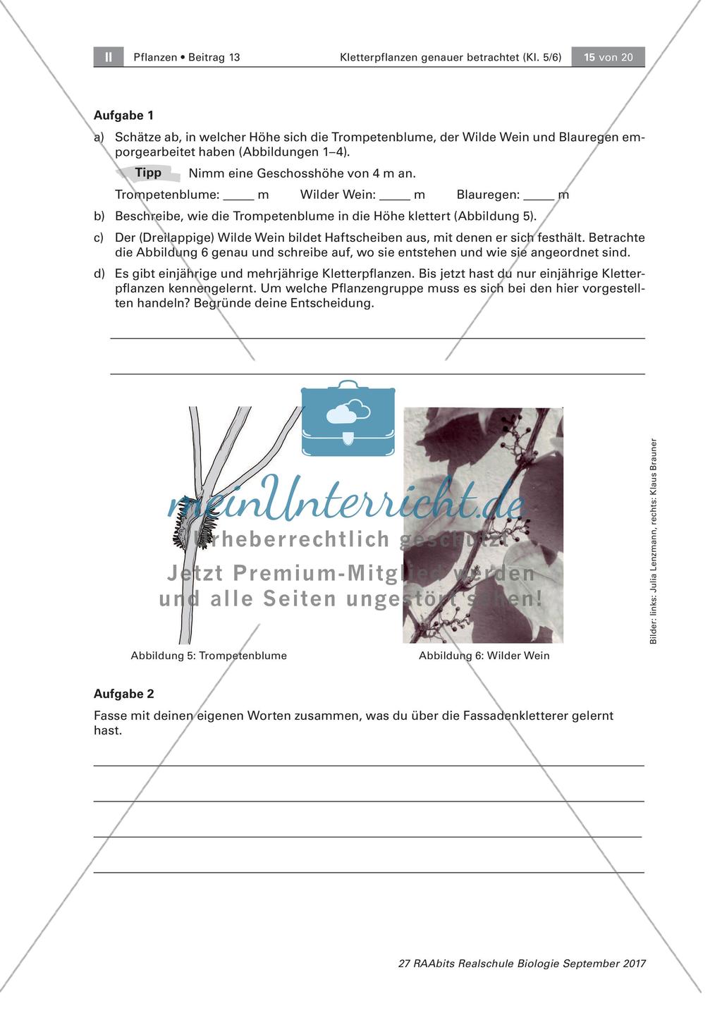 Untersuchen von Kletterpflanzen Preview 15