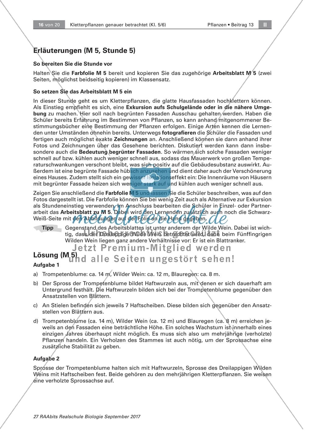 Untersuchen von Kletterpflanzen Preview 16
