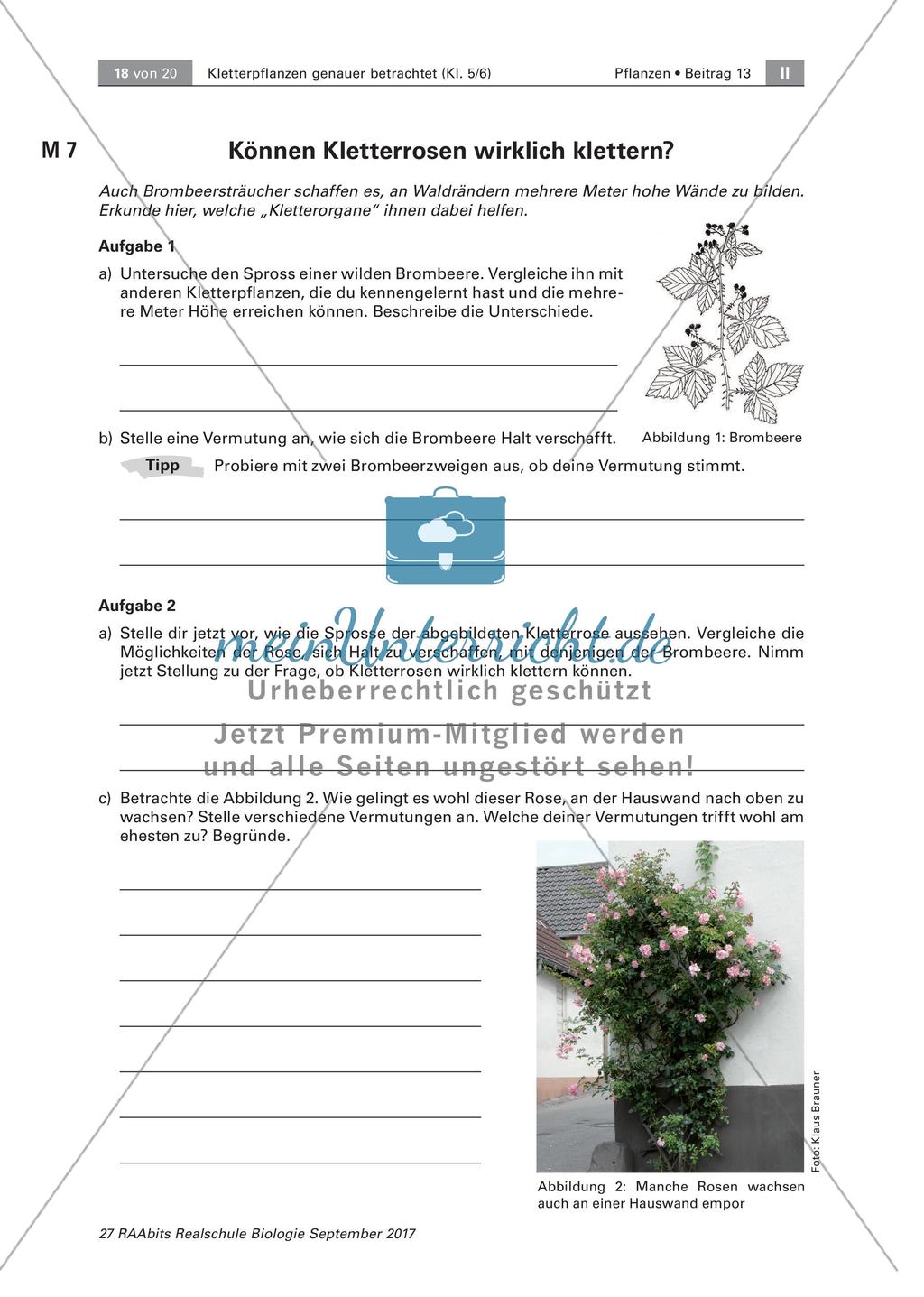Untersuchen von Kletterpflanzen Preview 18