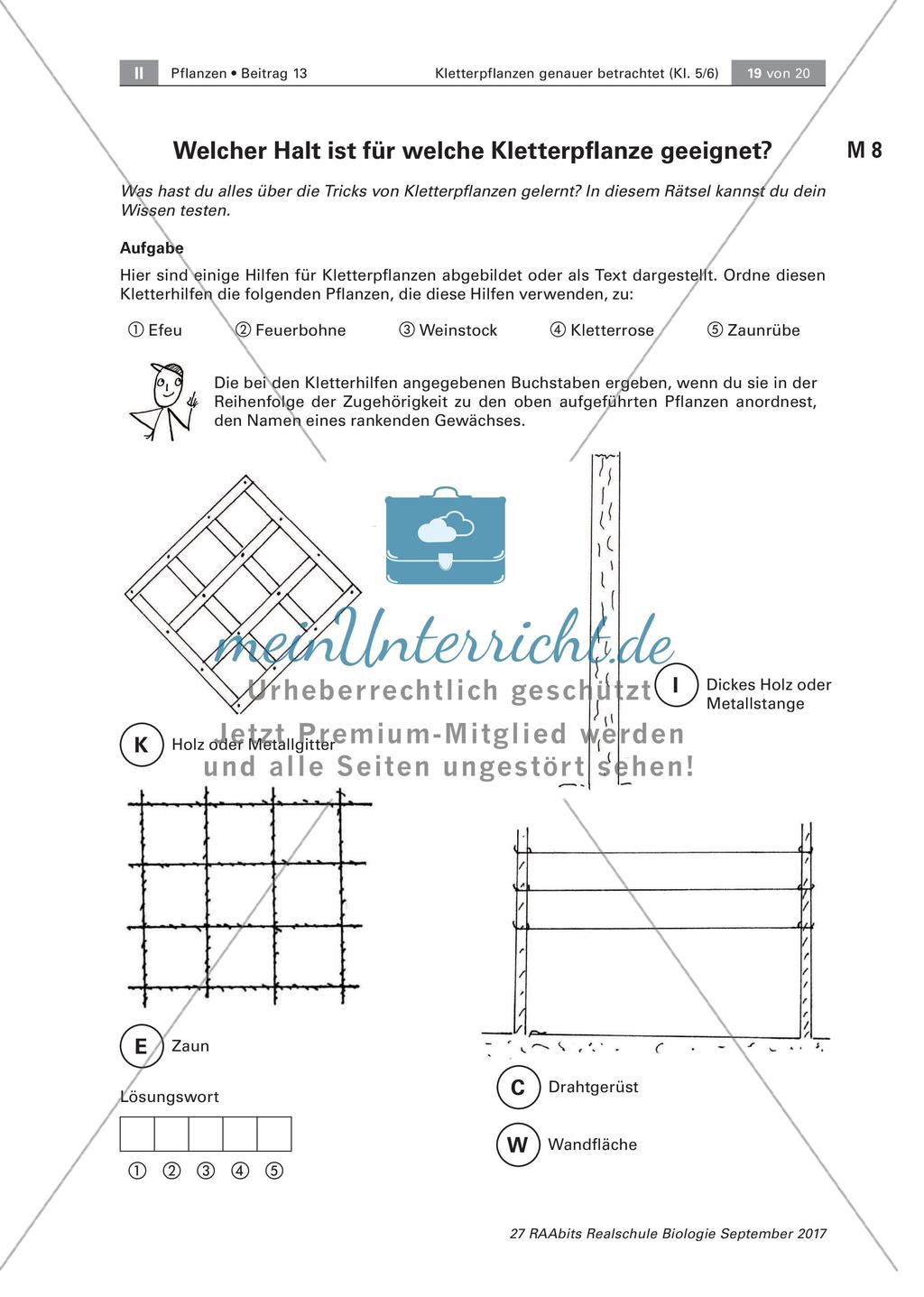 Untersuchen von Kletterpflanzen Preview 19