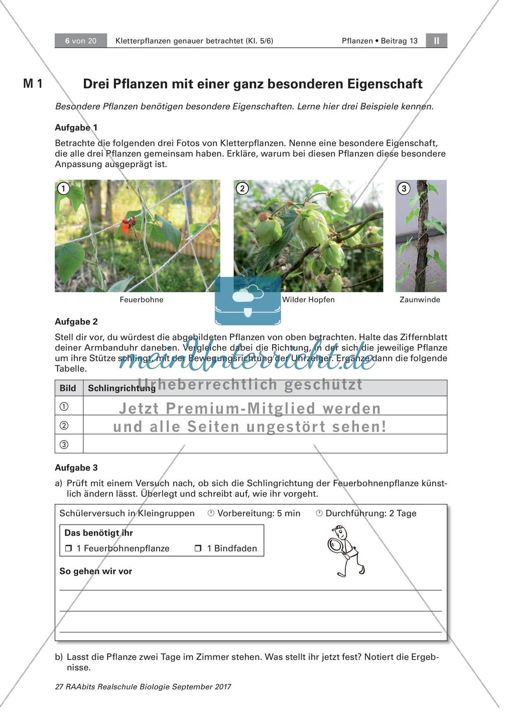 Untersuchen von Kletterpflanzen Preview 6