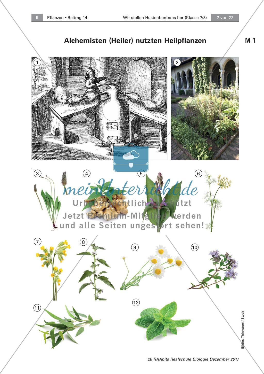 Heilpflanzen: Steckbrief Preview 1