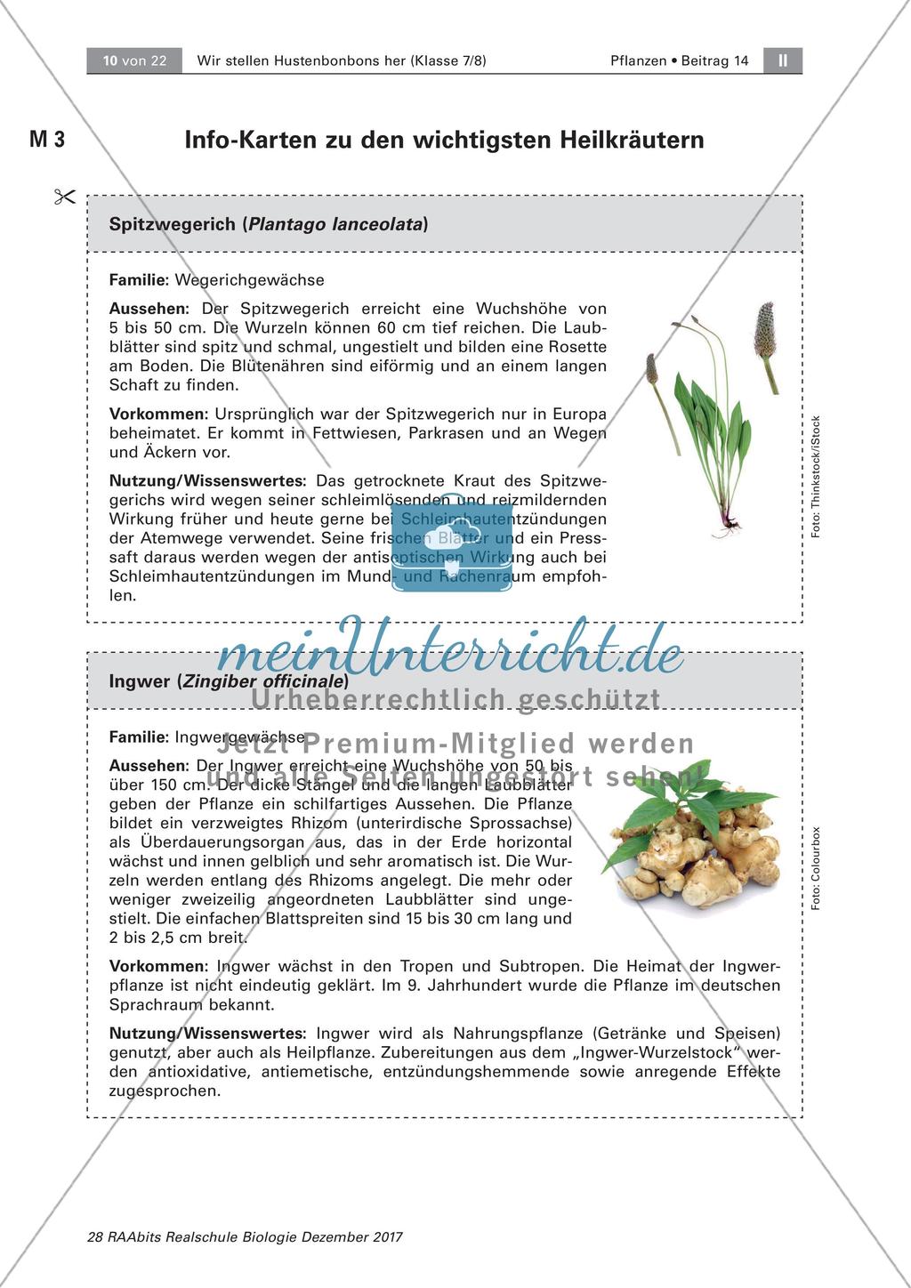 Heilpflanzen: Steckbrief Preview 4