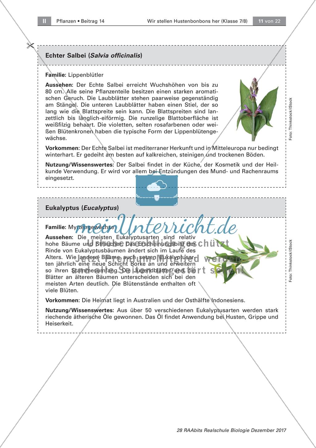 Heilpflanzen: Steckbrief Preview 5