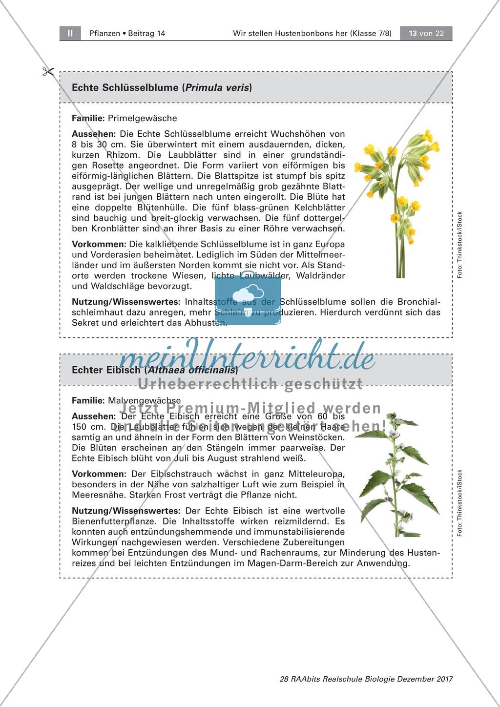 Heilpflanzen: Steckbrief Preview 7