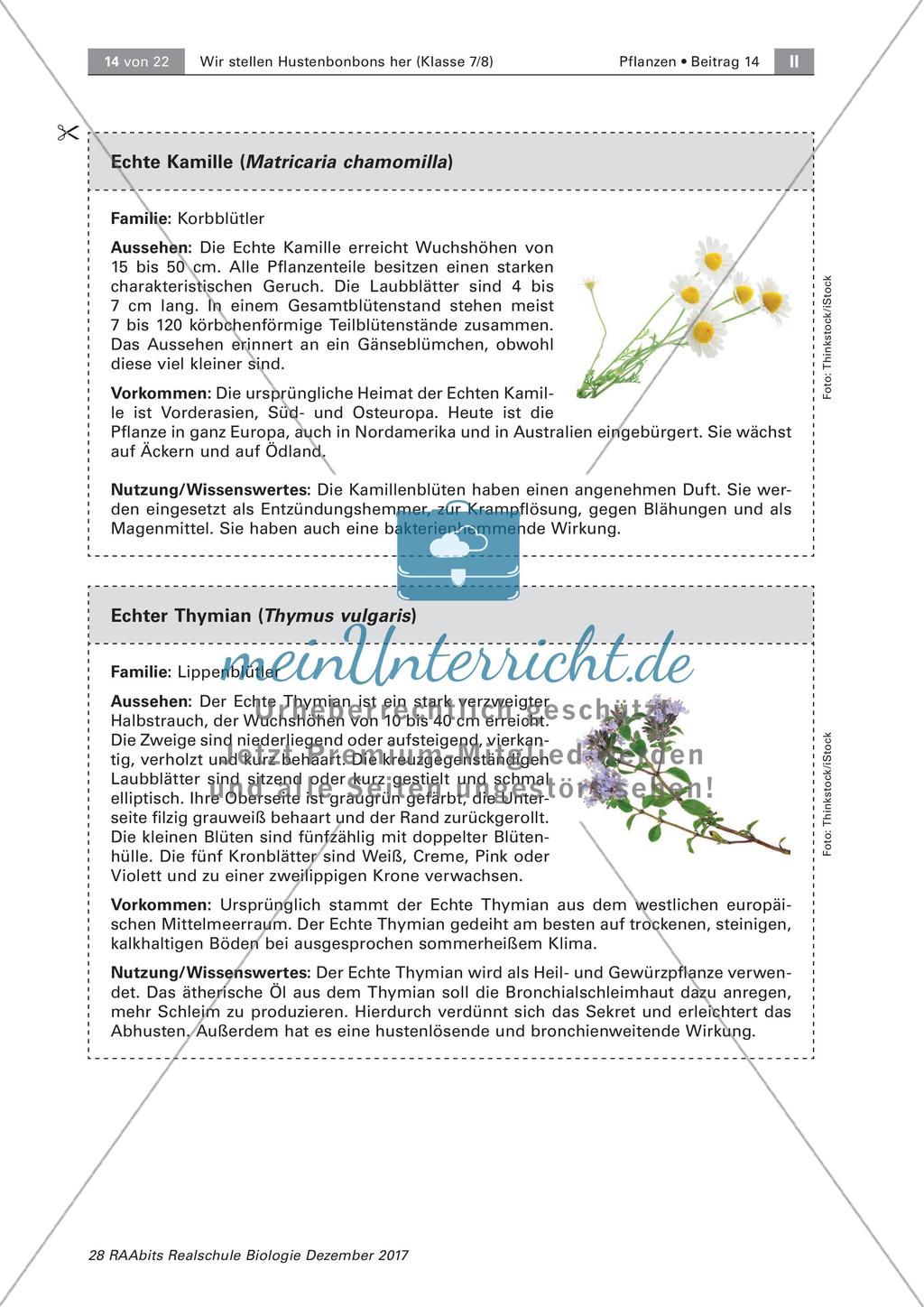 Heilpflanzen: Steckbrief Preview 8