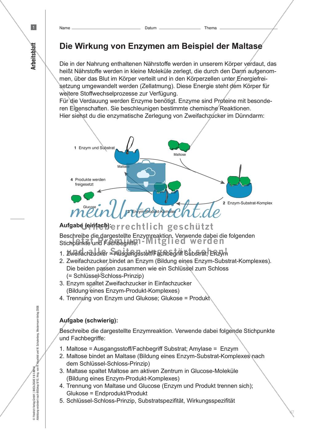 Ein Enzym-Modell - Bau und Wirkungsweise des Enzyms Maltase veranschaulichen Preview 2