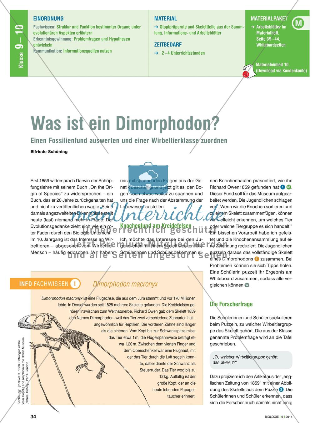 Was ist ein Dimorphodon? - Einen Fossilienfund auswerten und einer Wirbeltierklasse zuordnen Preview 1