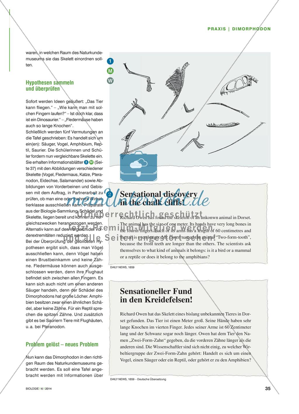 Was ist ein Dimorphodon? - Einen Fossilienfund auswerten und einer Wirbeltierklasse zuordnen Preview 2