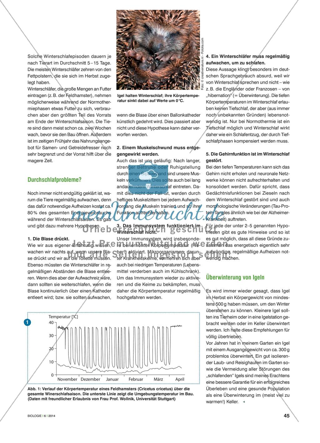 Leben auf Sparflamme - Ein Überblick über das heutige Wissen zum Winterschlaf Preview 2