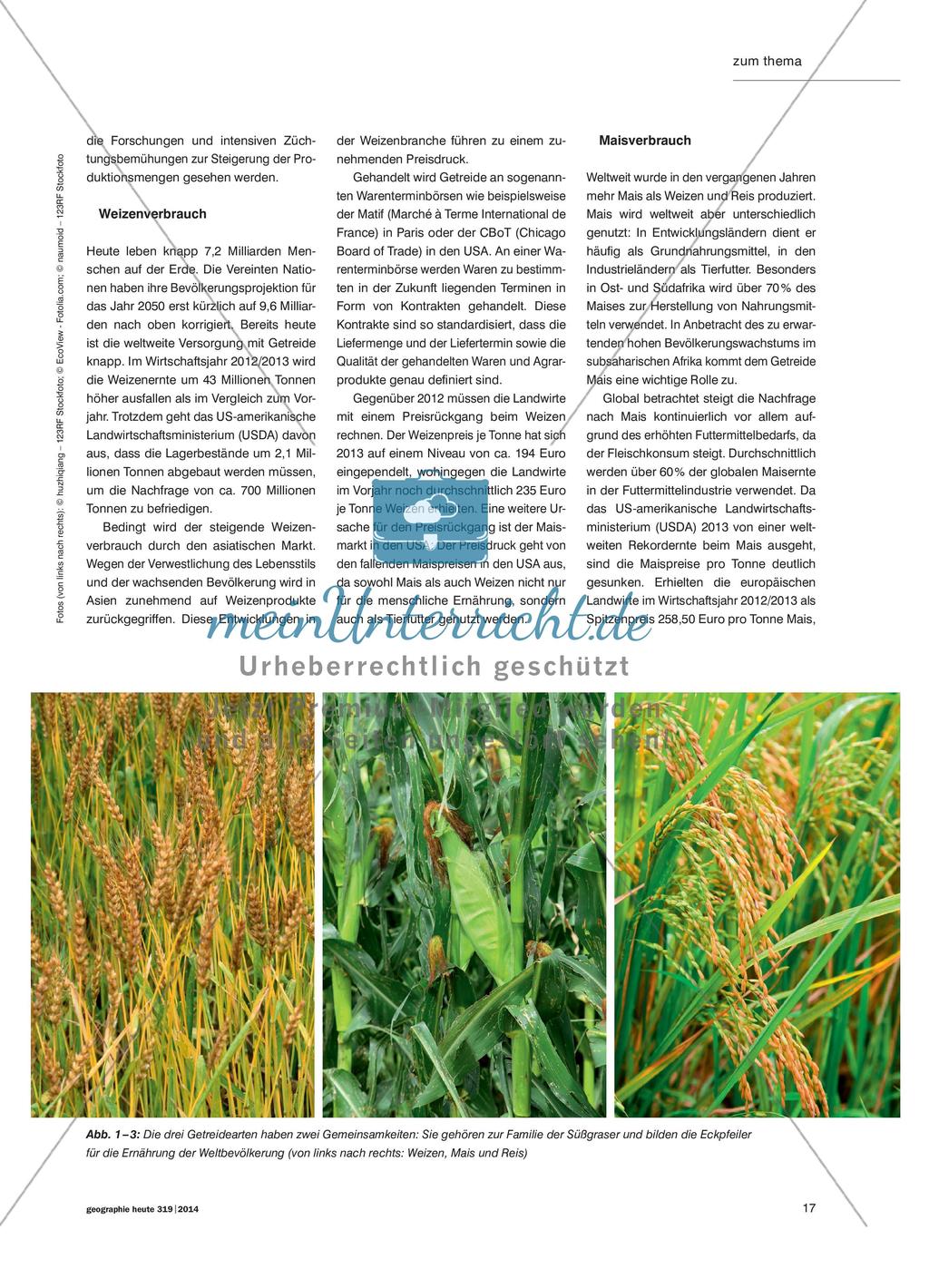 Weizen, Mais und Reis - Drei Eckpfeiler der weltweiten Ernährung Preview 2