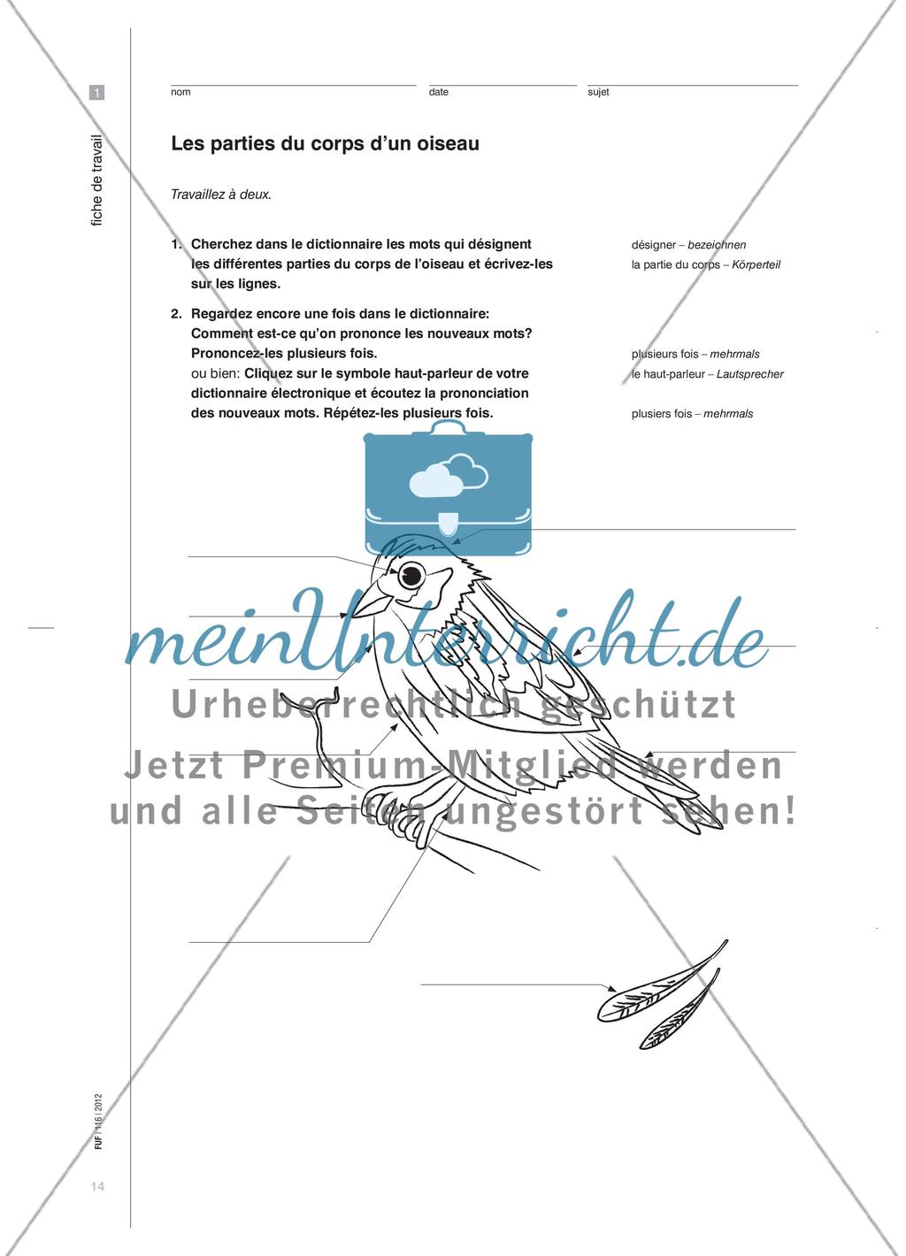 Ein bunter Vogel - Das attributive Adjektiv kooperativ erarbeiten Preview 4