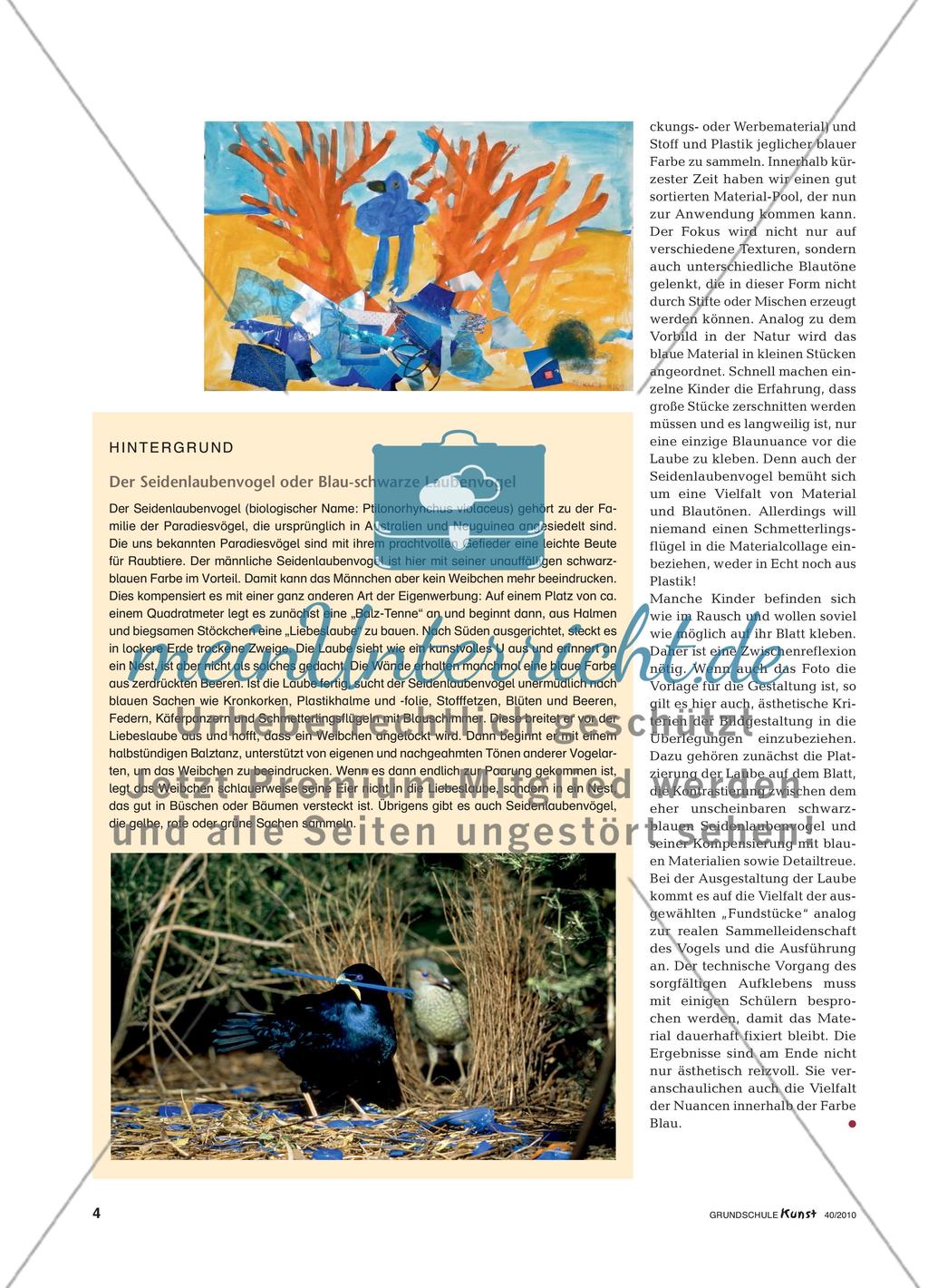 Der Seidenlaubenvogel und sein Balzverhalten Preview 3
