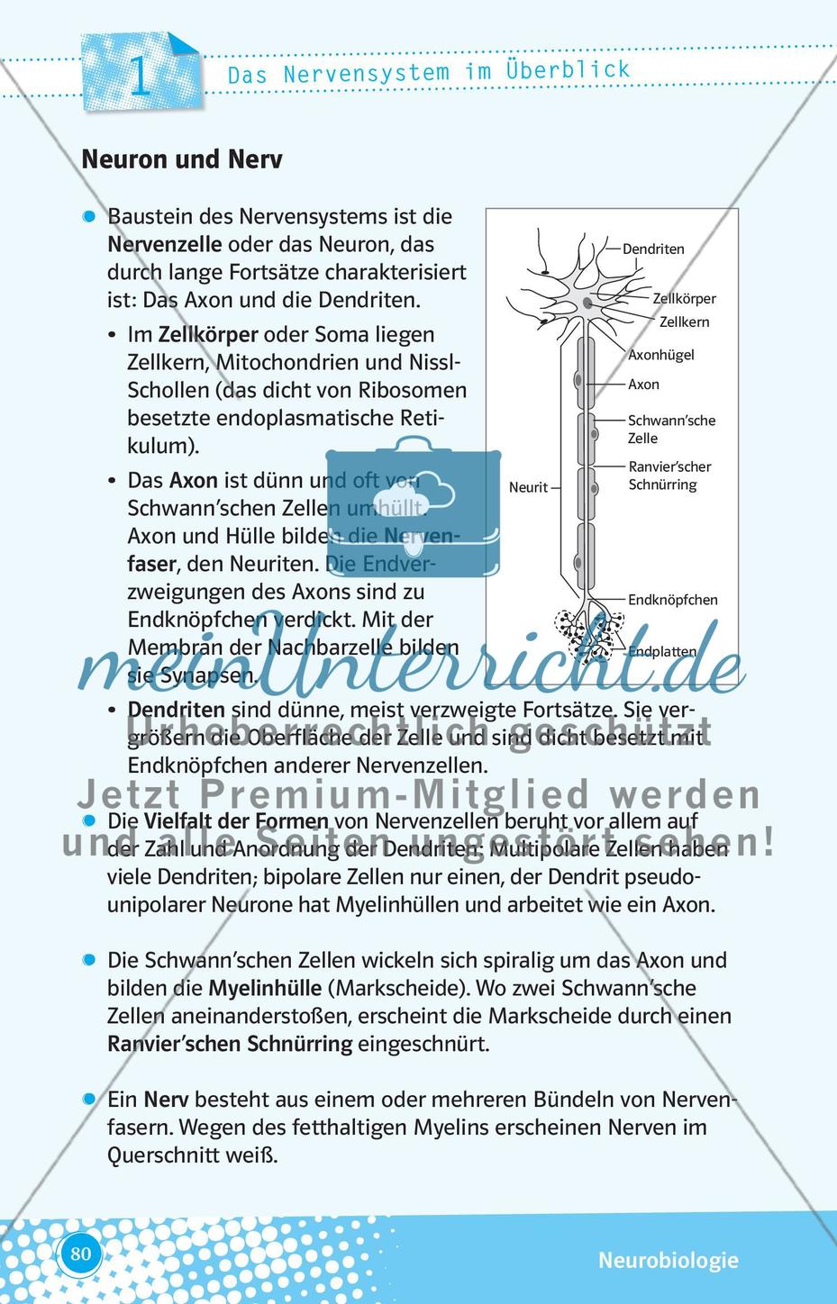Das Nervensystem im Überblick Preview 1