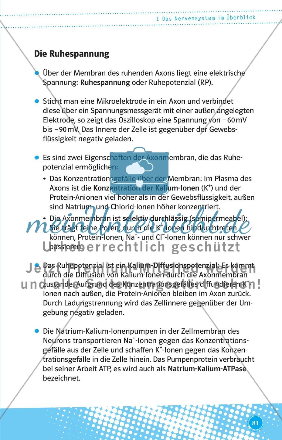 Das Nervensystem im Überblick Preview 2