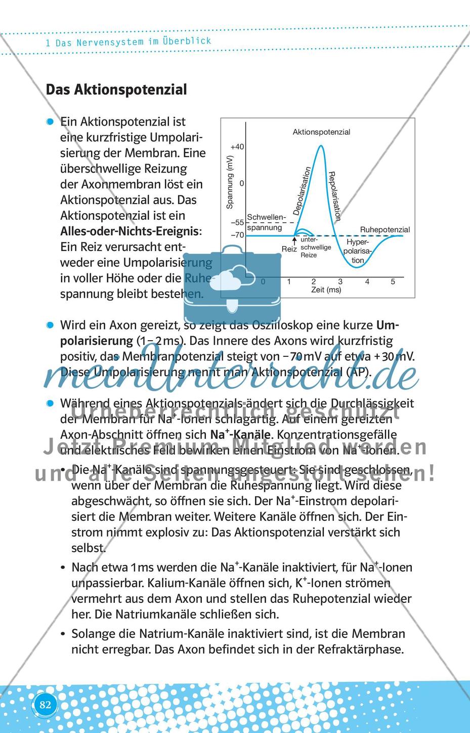 Das Nervensystem im Überblick Preview 3