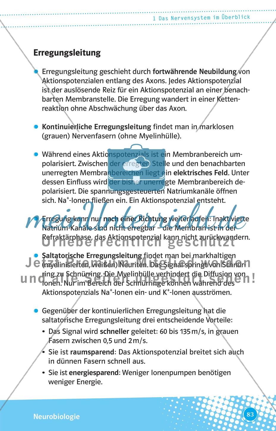 Das Nervensystem im Überblick Preview 4