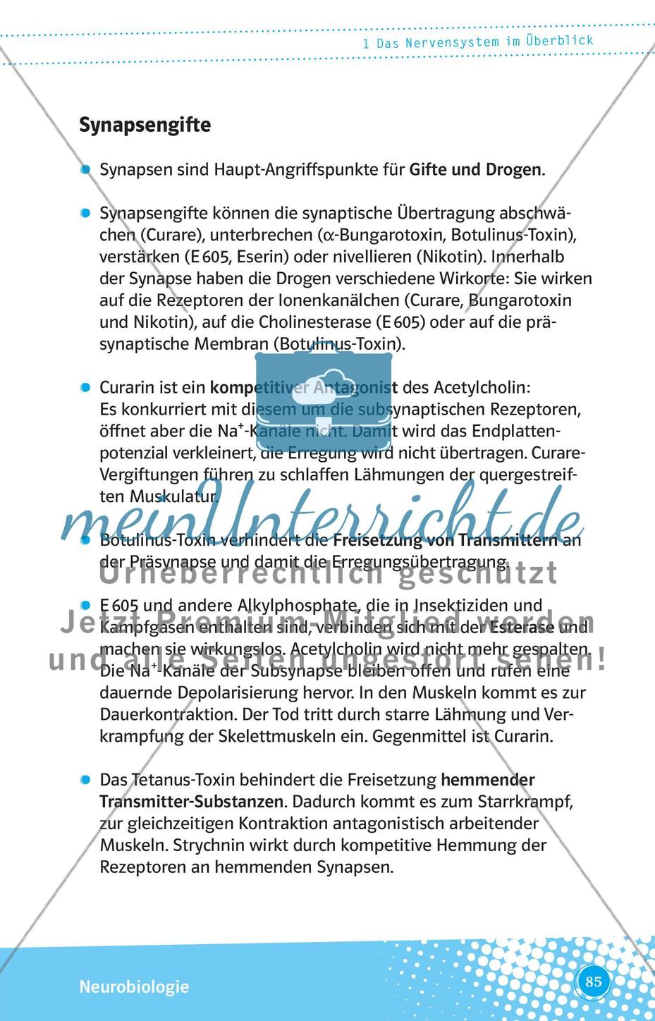 Das Nervensystem im Überblick Preview 6