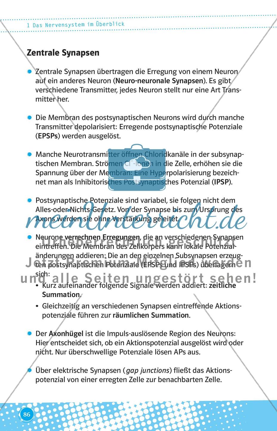 Das Nervensystem im Überblick Preview 7