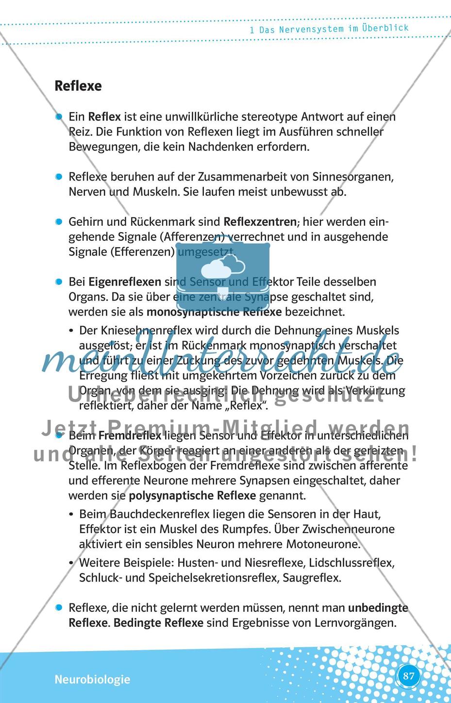 Das Nervensystem im Überblick Preview 8