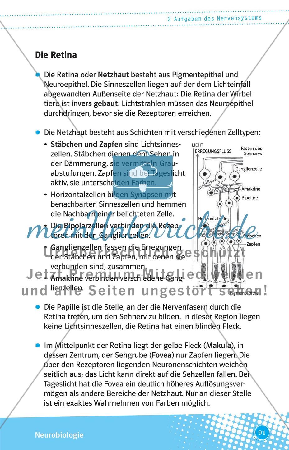 Aufgaben des Nervensystems Preview 4