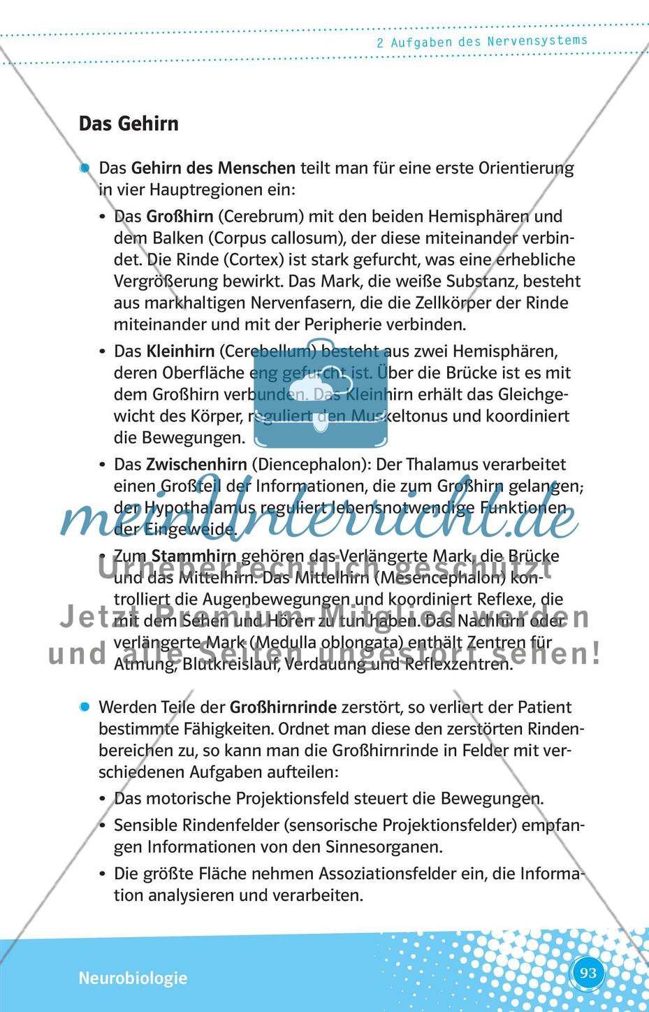 Aufgaben des Nervensystems Preview 6