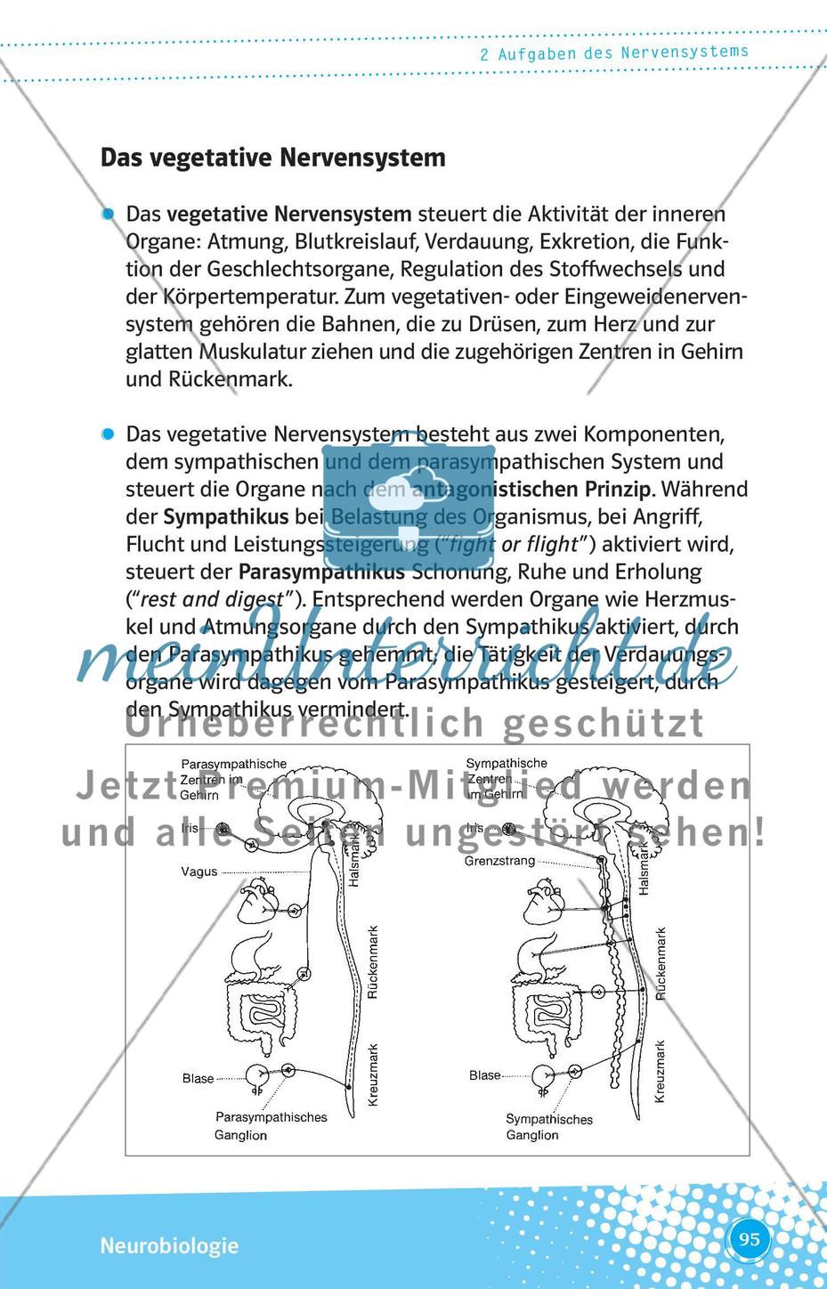 Aufgaben des Nervensystems Preview 8