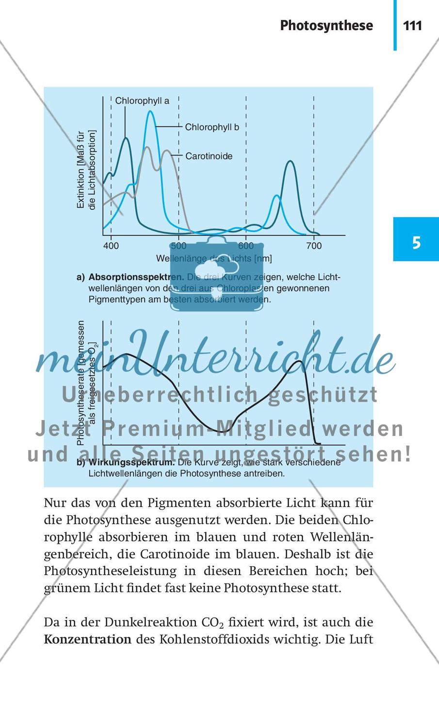 Stoffwechselbiologie Preview 14
