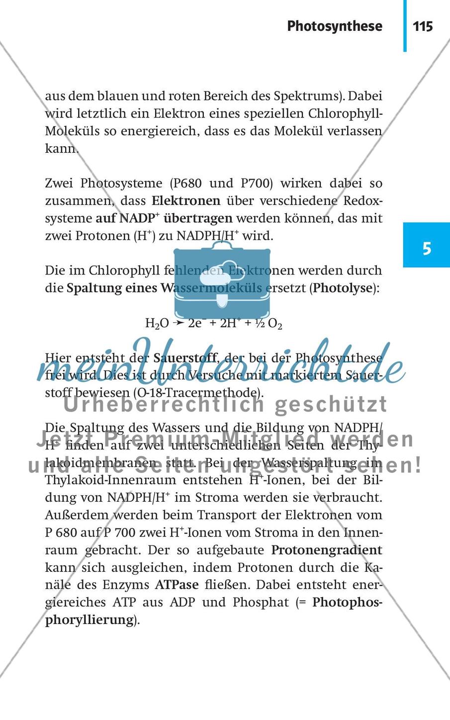 Stoffwechselbiologie Preview 18