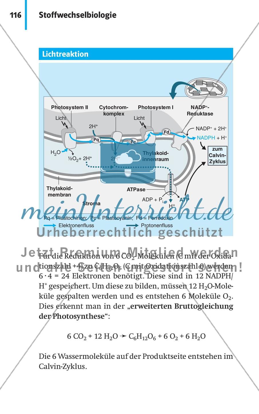 Stoffwechselbiologie Preview 19
